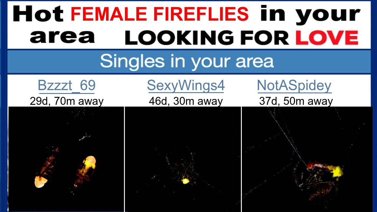 Joke based on obnoxious internet "hot single women in your area". The women have been replaced with firefly pictures from the article, and the text changed accordingly, as if the spiders were running the ads to fool horny fireflies.