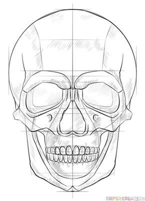 human skull drawing